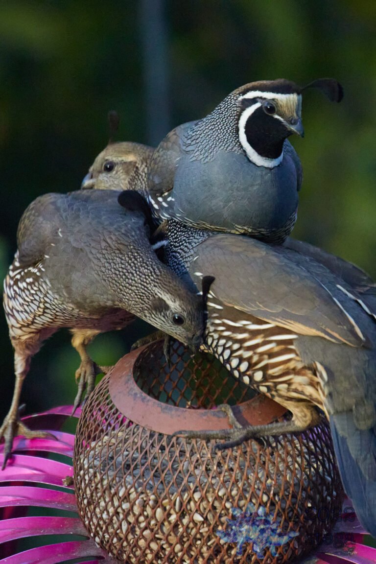 California Quail
