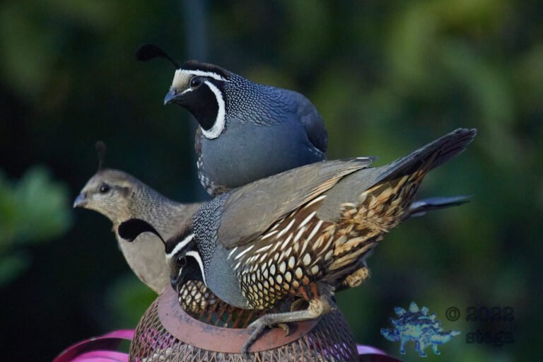 California Quail