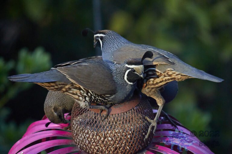California Quail