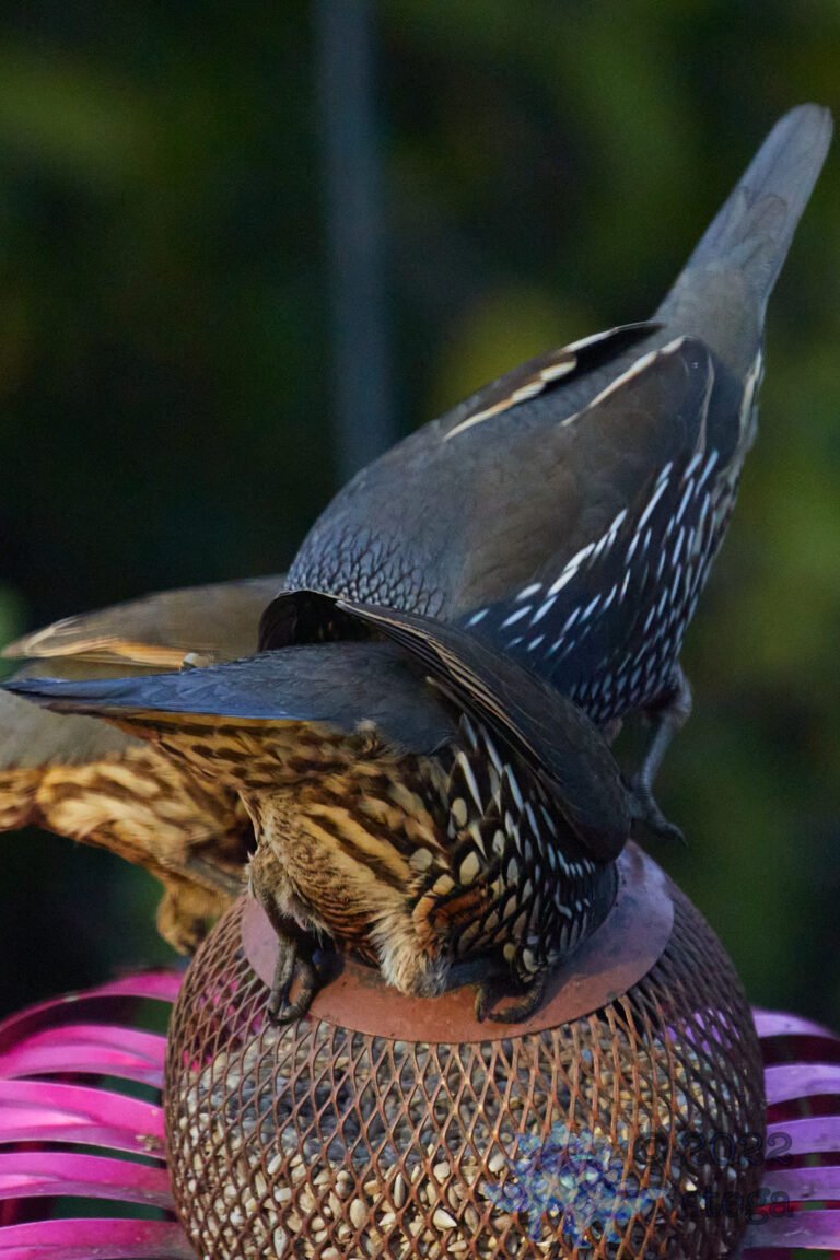 California Quail