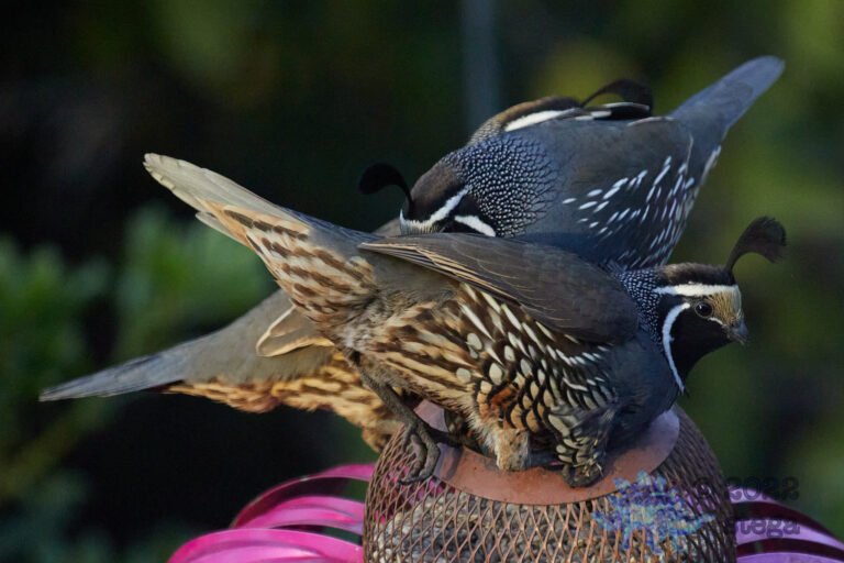 California Quail