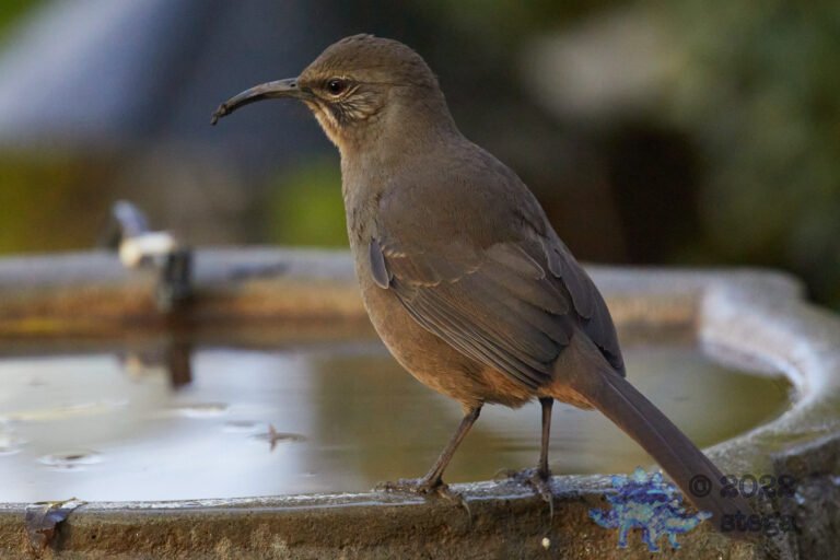 California Thrasher