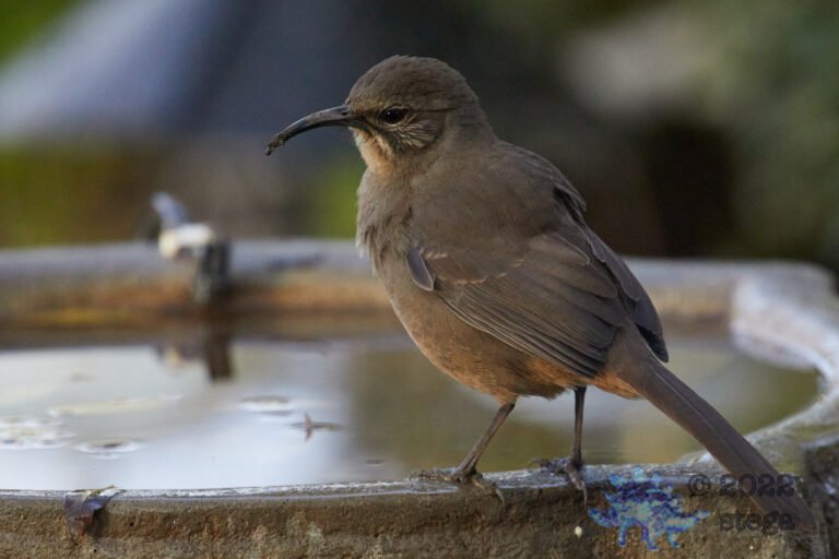 California Thrasher