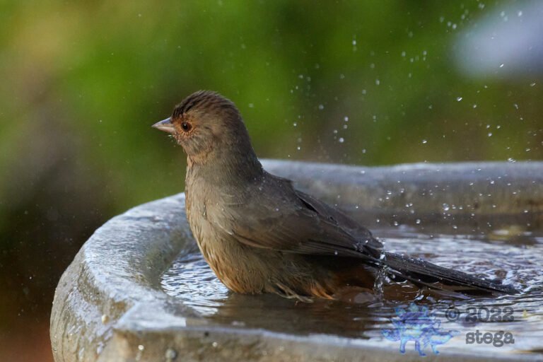 California Towhee