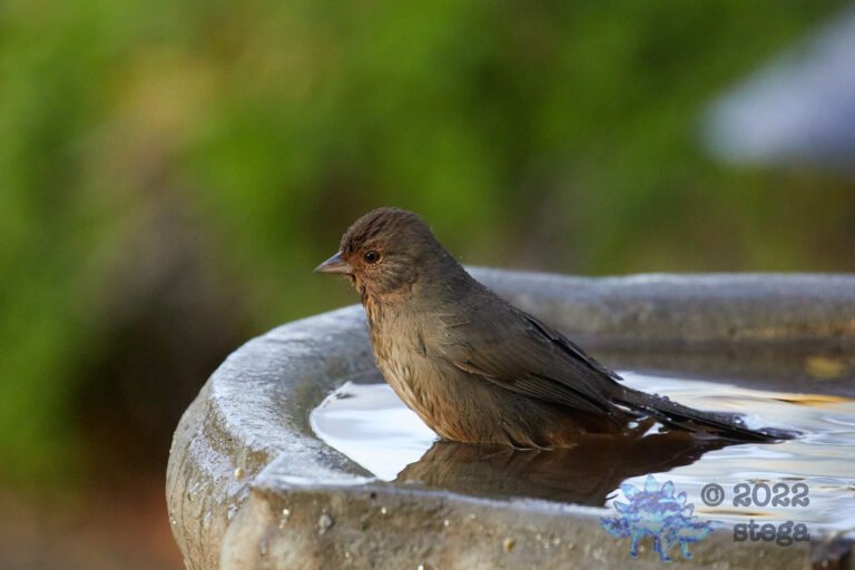 California Towhee