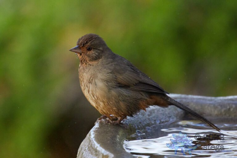 California Towhee