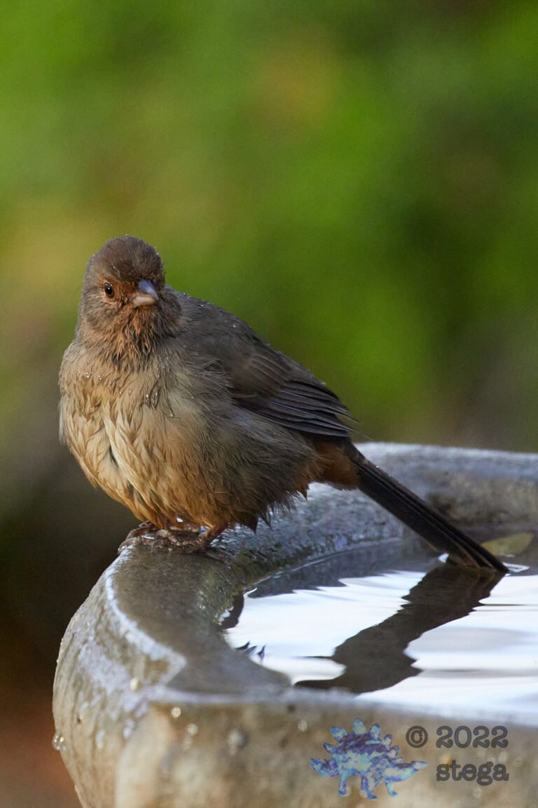 California Towhee