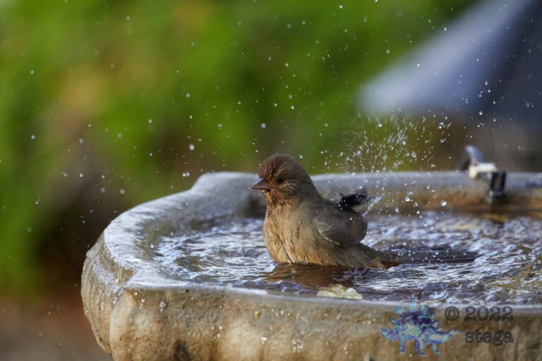 California Towhee