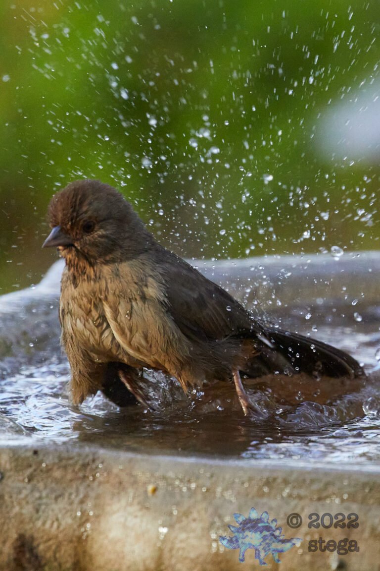 California Towhee