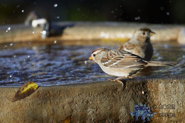 White-Crowned Sparrow