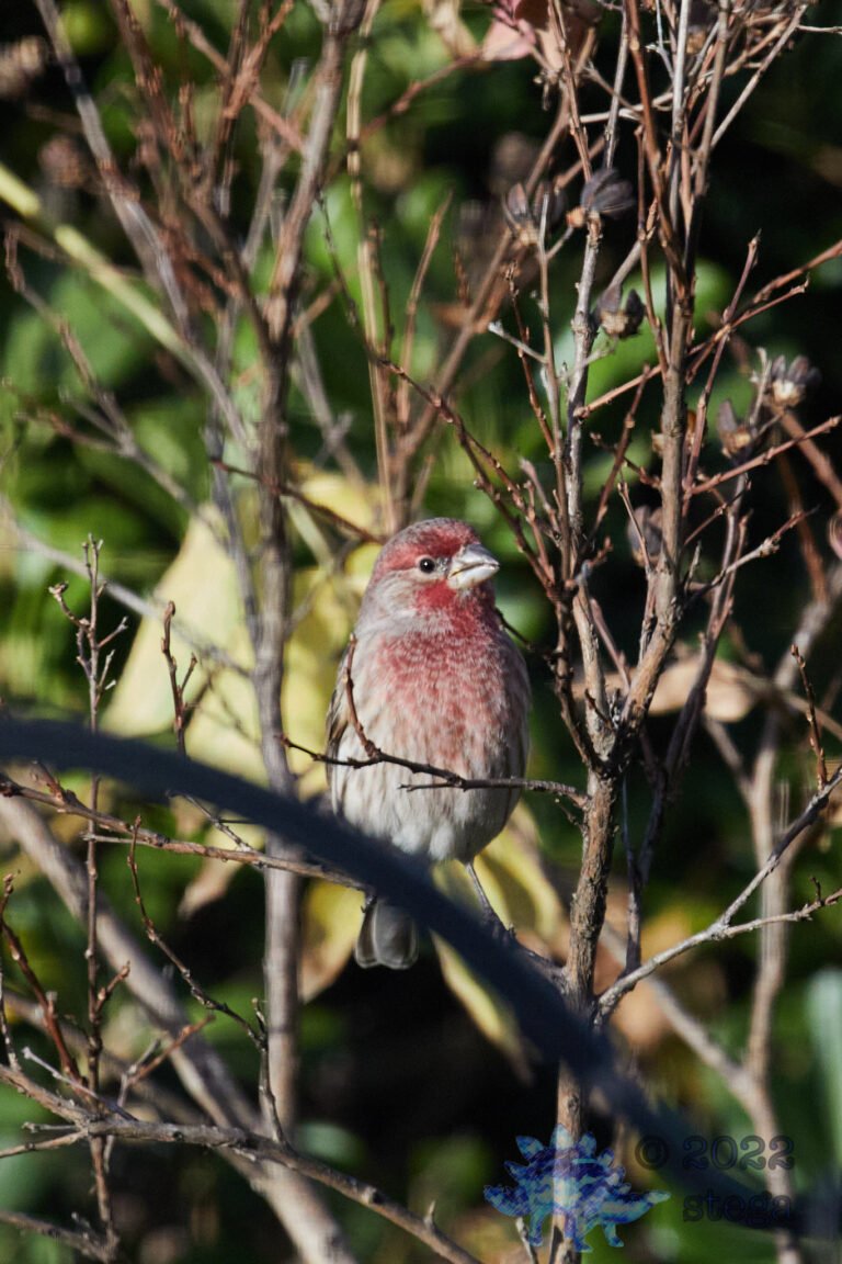 House Finch