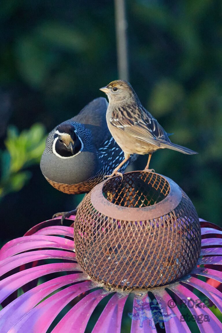 California Quail and Sparrow
