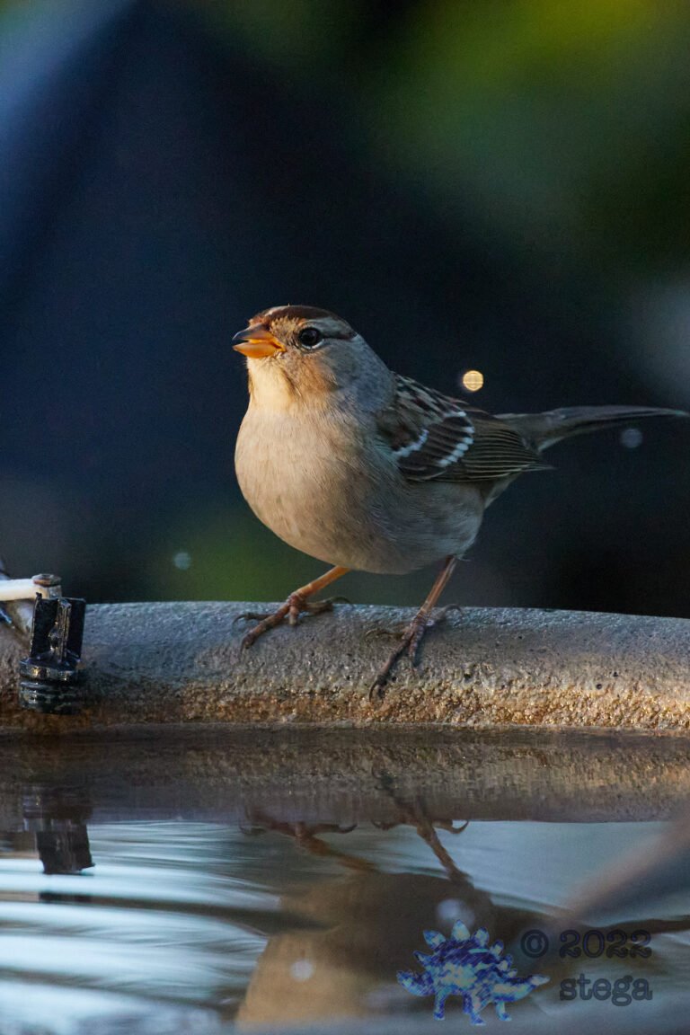 White-Crowned Sparrow