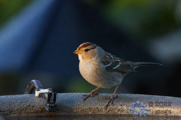 White-Crowned Sparrow
