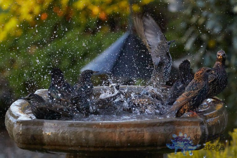 European Starlings