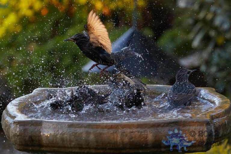 European Starlings