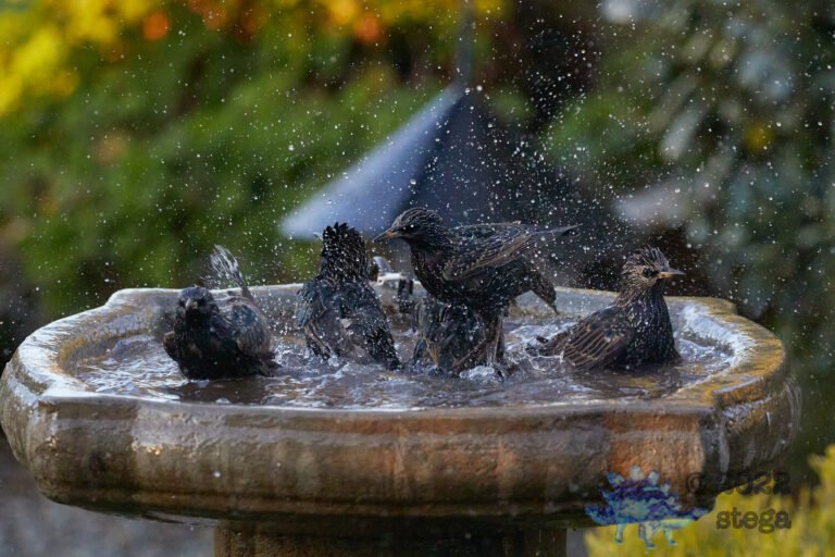 European Starlings