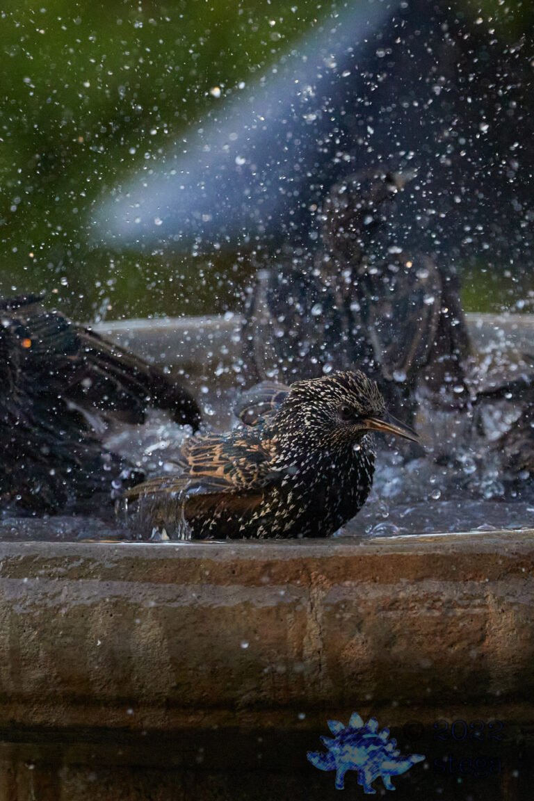 European Starling