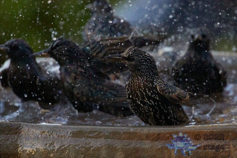 European Starlings