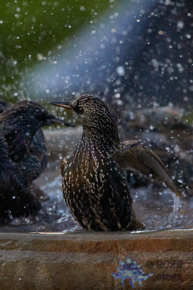 European Starling