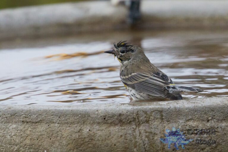 Yellow-Rumped Warbler