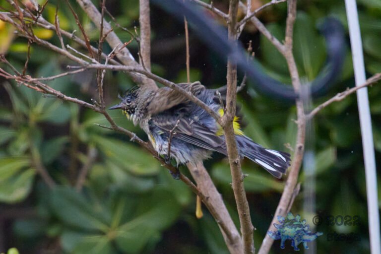 Yellow-Rumped Warbler