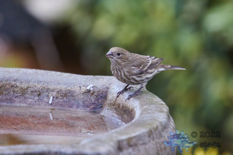 House Finch