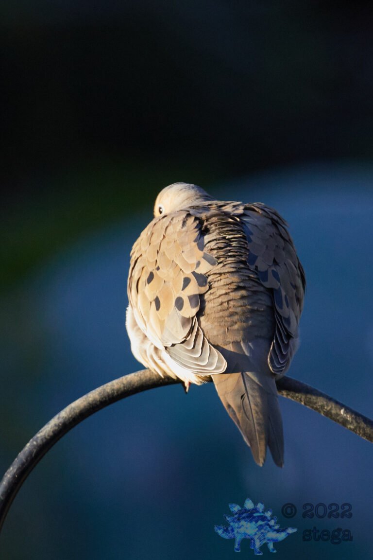 Morning Dove