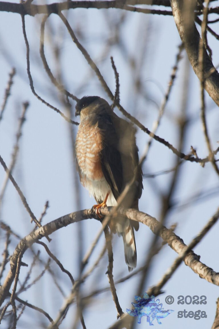Cooper’s Hawk