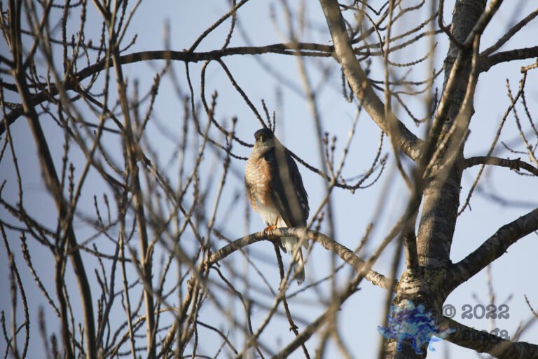 Cooper’s Hawk