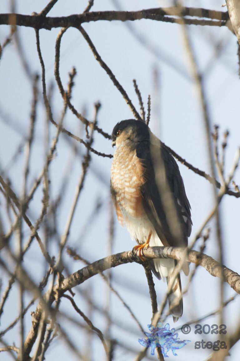Cooper’s Hawk