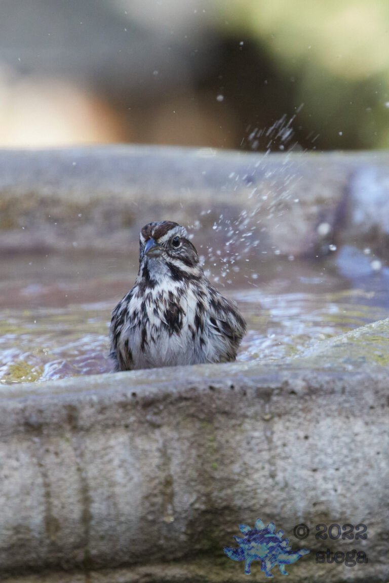 Song Sparrow
