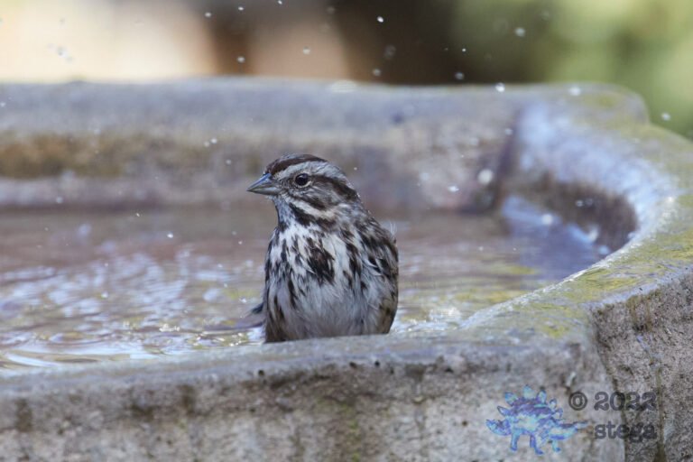 Song Sparrow