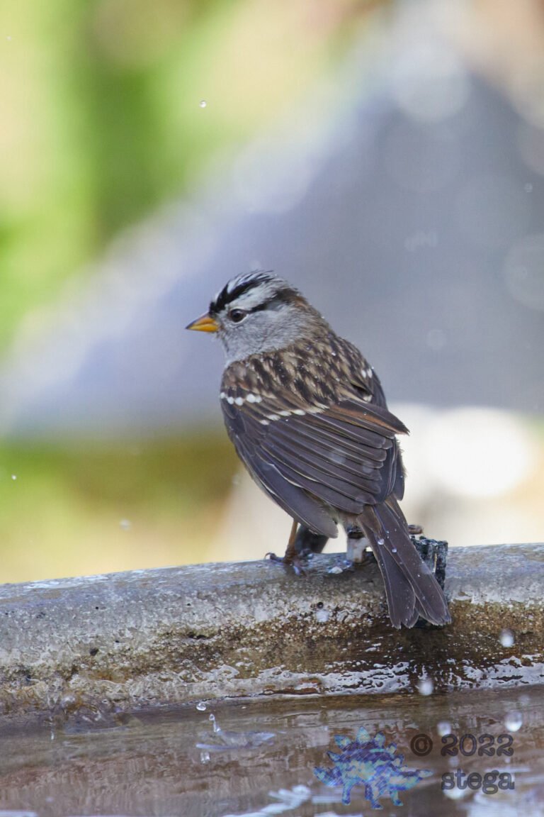 White-Crowned Sparrow