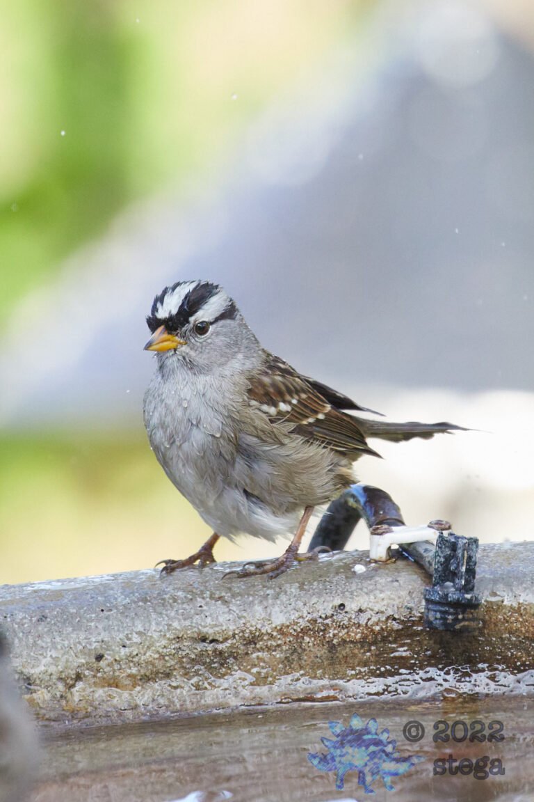 White-Crowned Sparrow