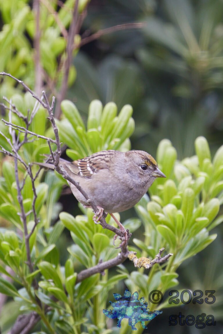 Gold-Crowned Sparrow