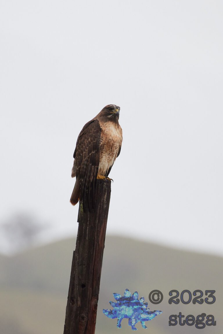 Red-Tailed Hawk