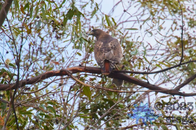 Red-Tailed Hawk