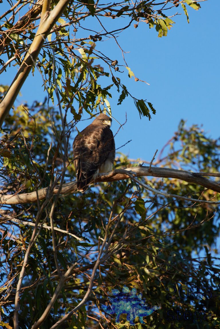 Red-Tailed Hawk