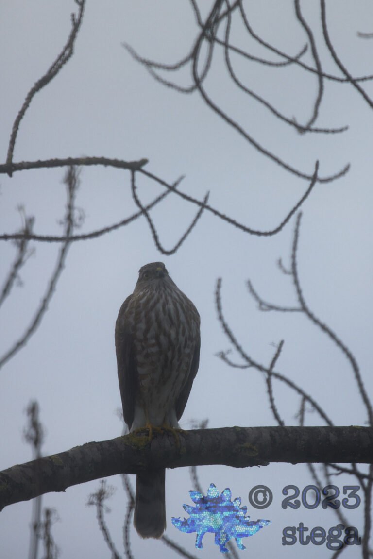 Cooper’s hawk