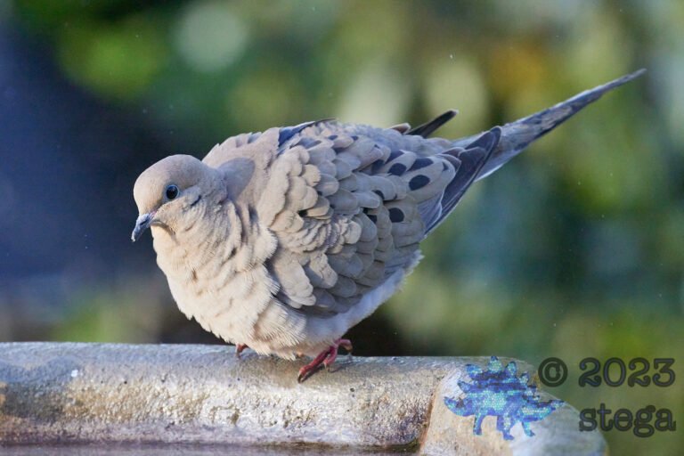 Mourning Dove