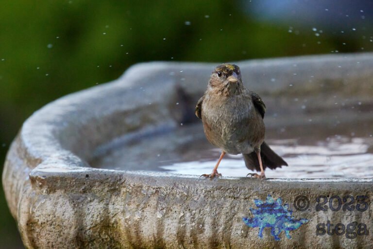 Gold-Crowned Sparrow