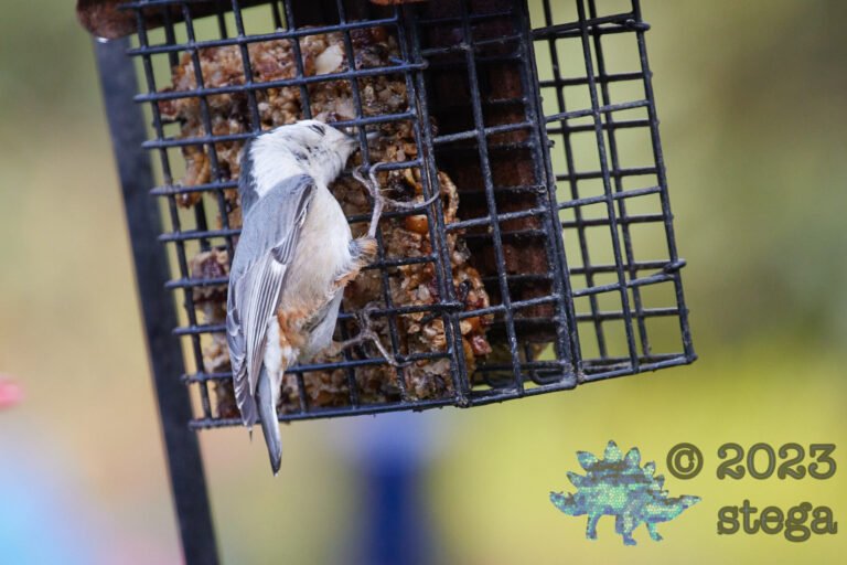 White Breasted Nuthatch