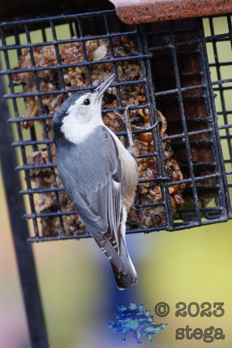 White Breasted Nuthatch