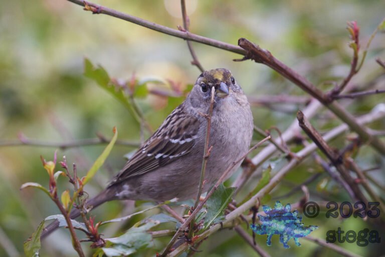 Gold-Crowned Sparrow