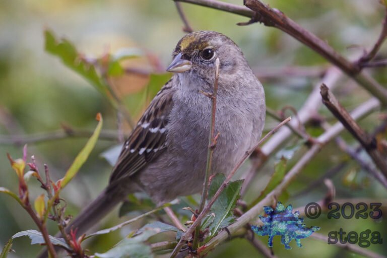 Gold-Crowned Sparrow