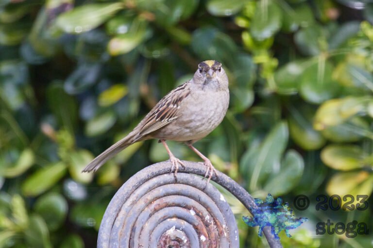 Gold-Crowned Sparrow