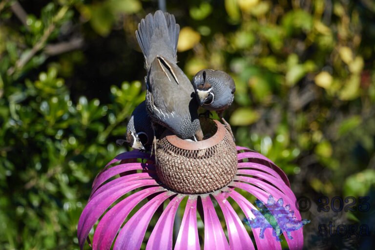 California Quail
