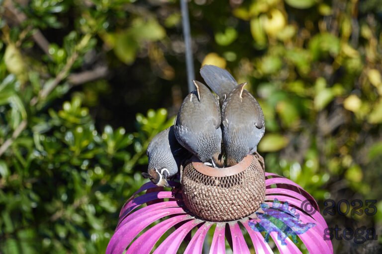 California Quail