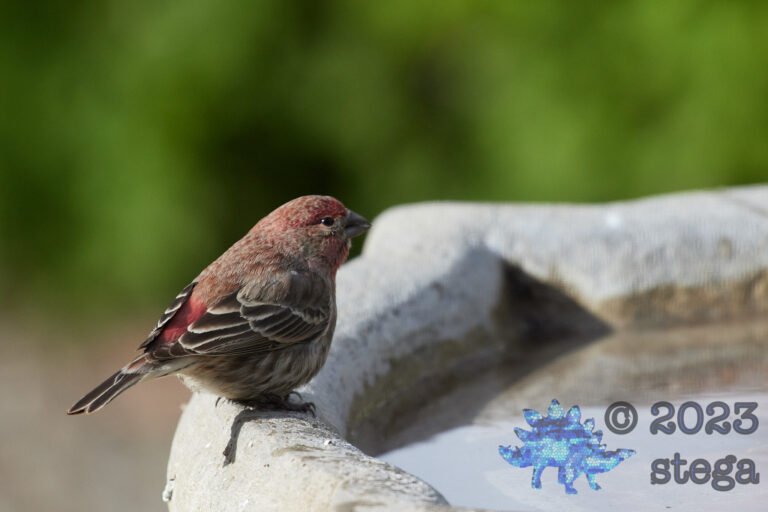 House Finch